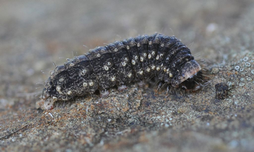 Bruco da id... Noctuidae, probabilmente Hoplodrina sp.